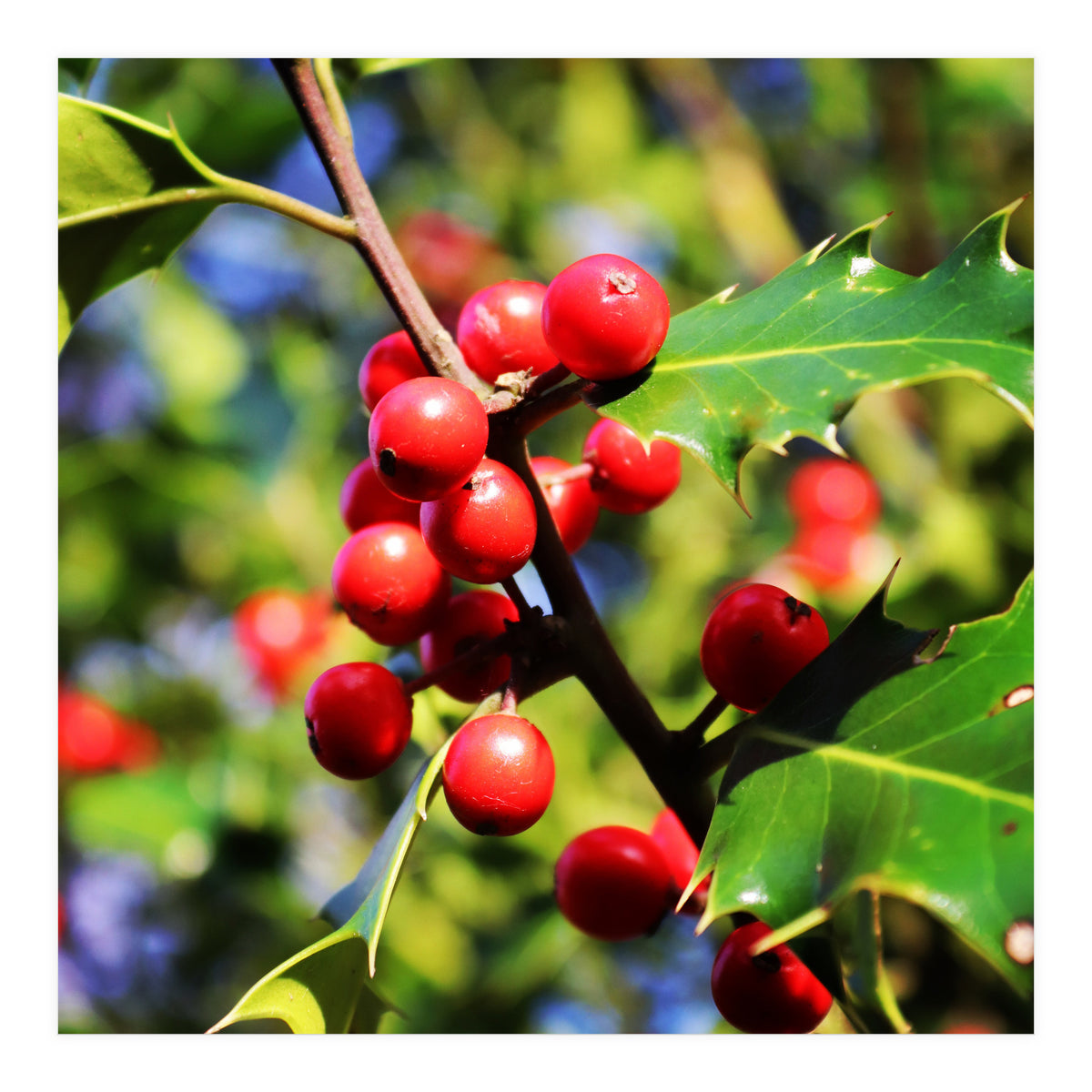 Fab454 Da 548 B 4252 8566 Cb9 Ccef07 Bda (Print Only)