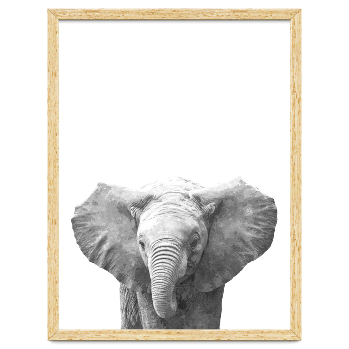 Black and White Baby Elephant