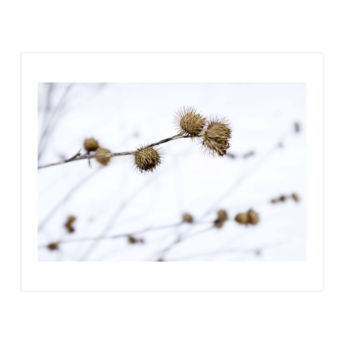 Winter Thistles (Print Only)