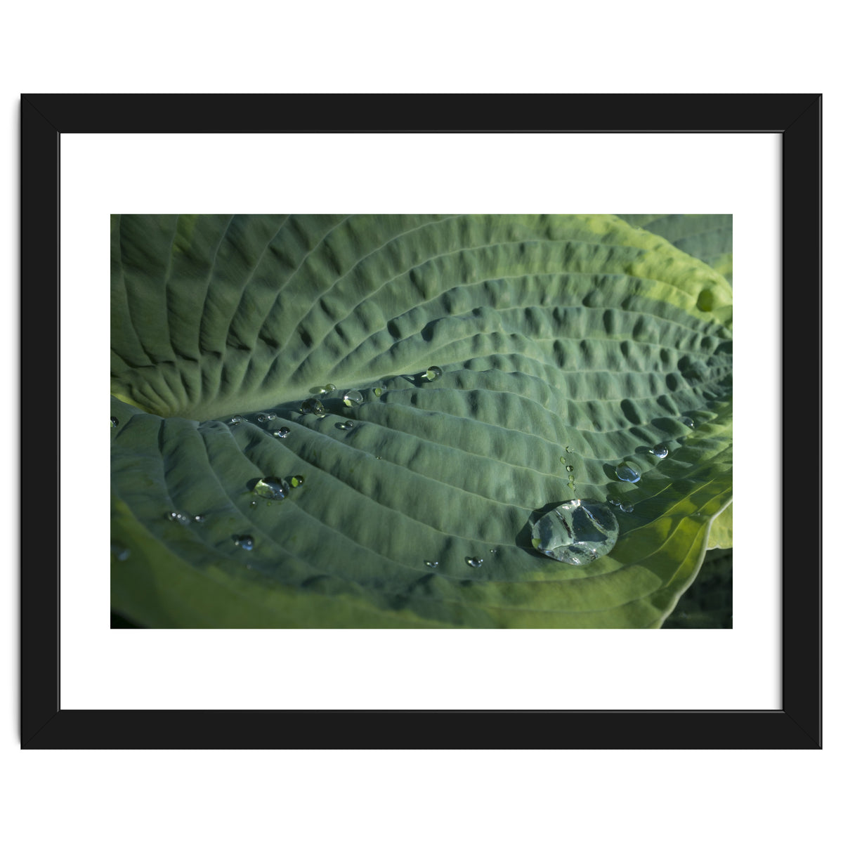 Hosta With Raindrops