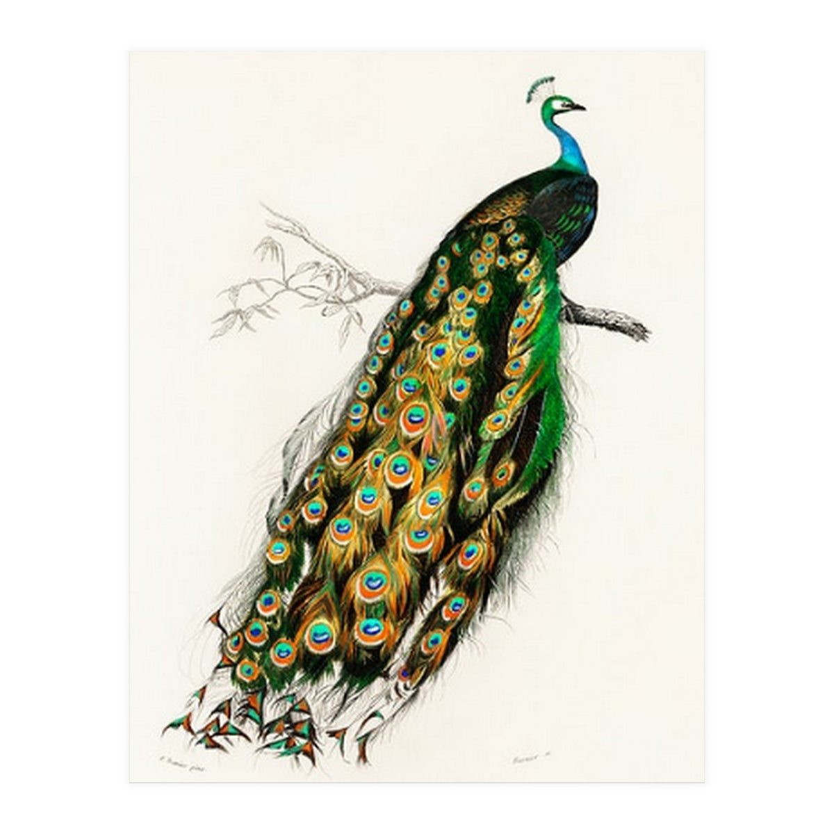 Indian peafowl illustrated (Print Only)