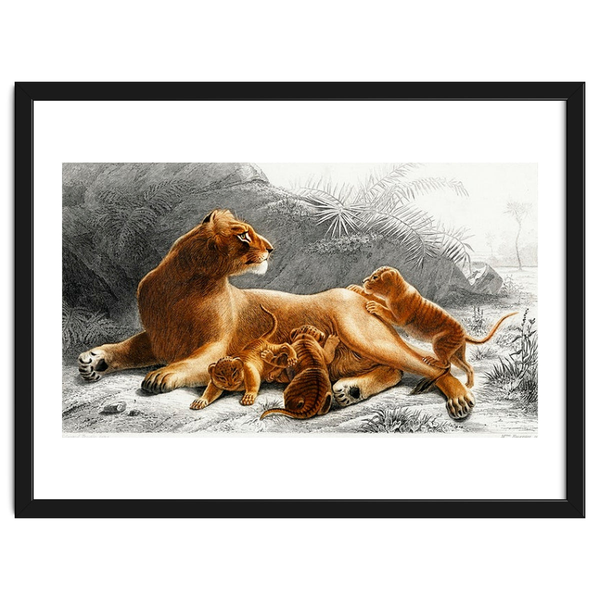 Fails Leo illustrated