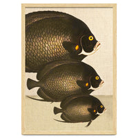 Fish Classic Designs 11