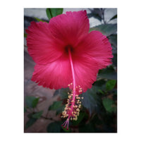 Beautiful Hibiscus Flora (Print Only)
