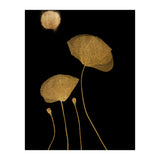 Moonshine Dancers Gold (Print Only) thumbnail