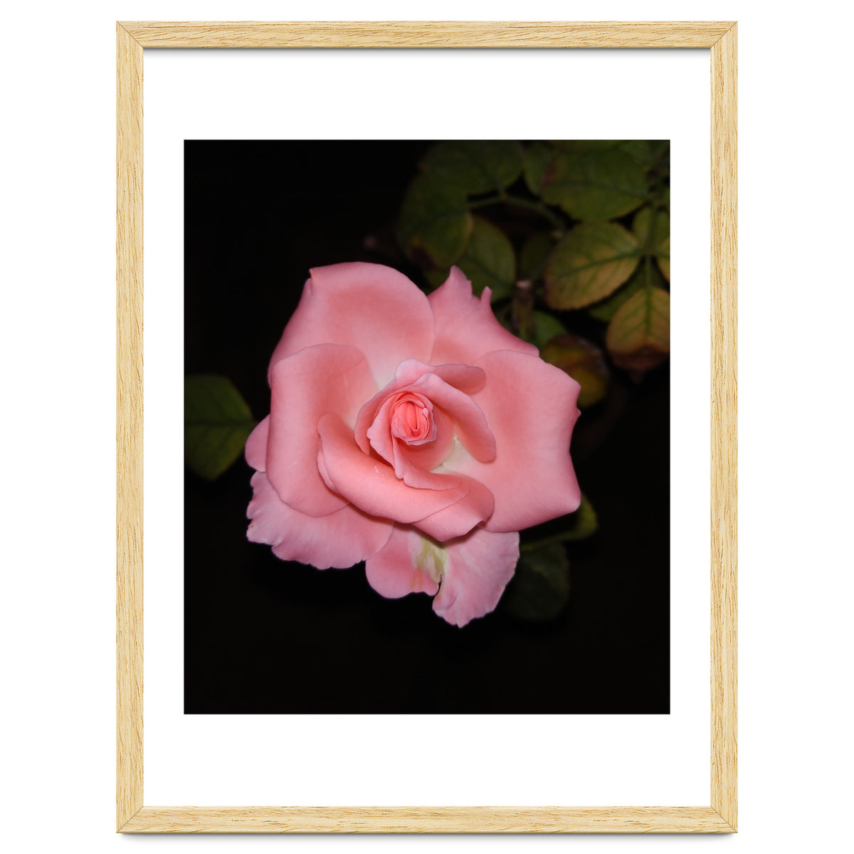 Pink Rose Floral