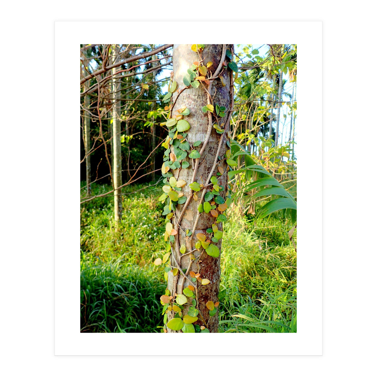 Vine (Print Only)