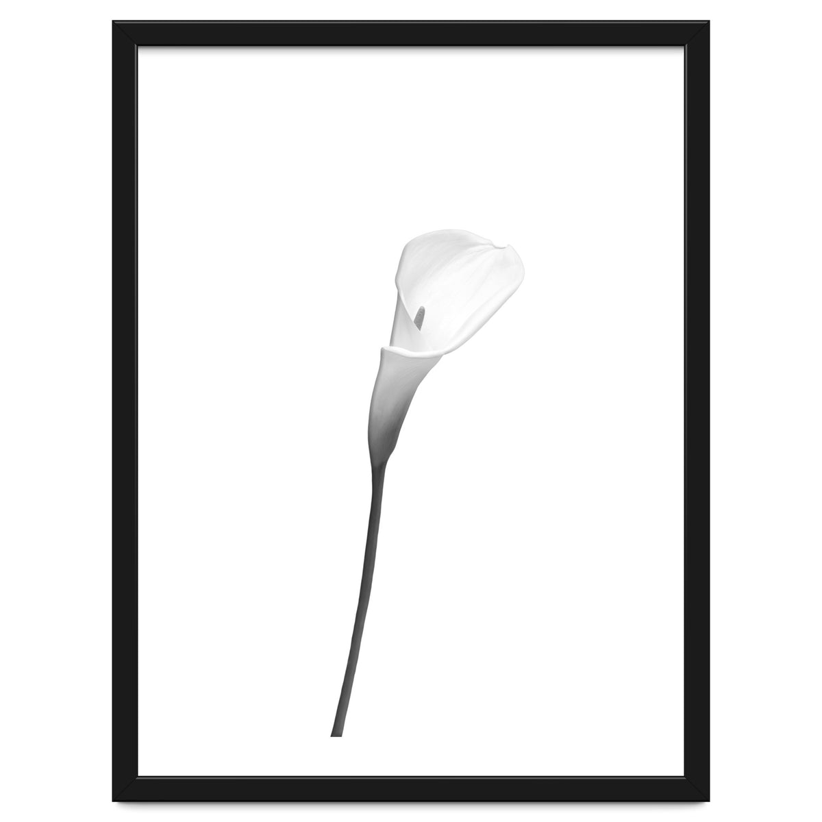 Calla | bright design