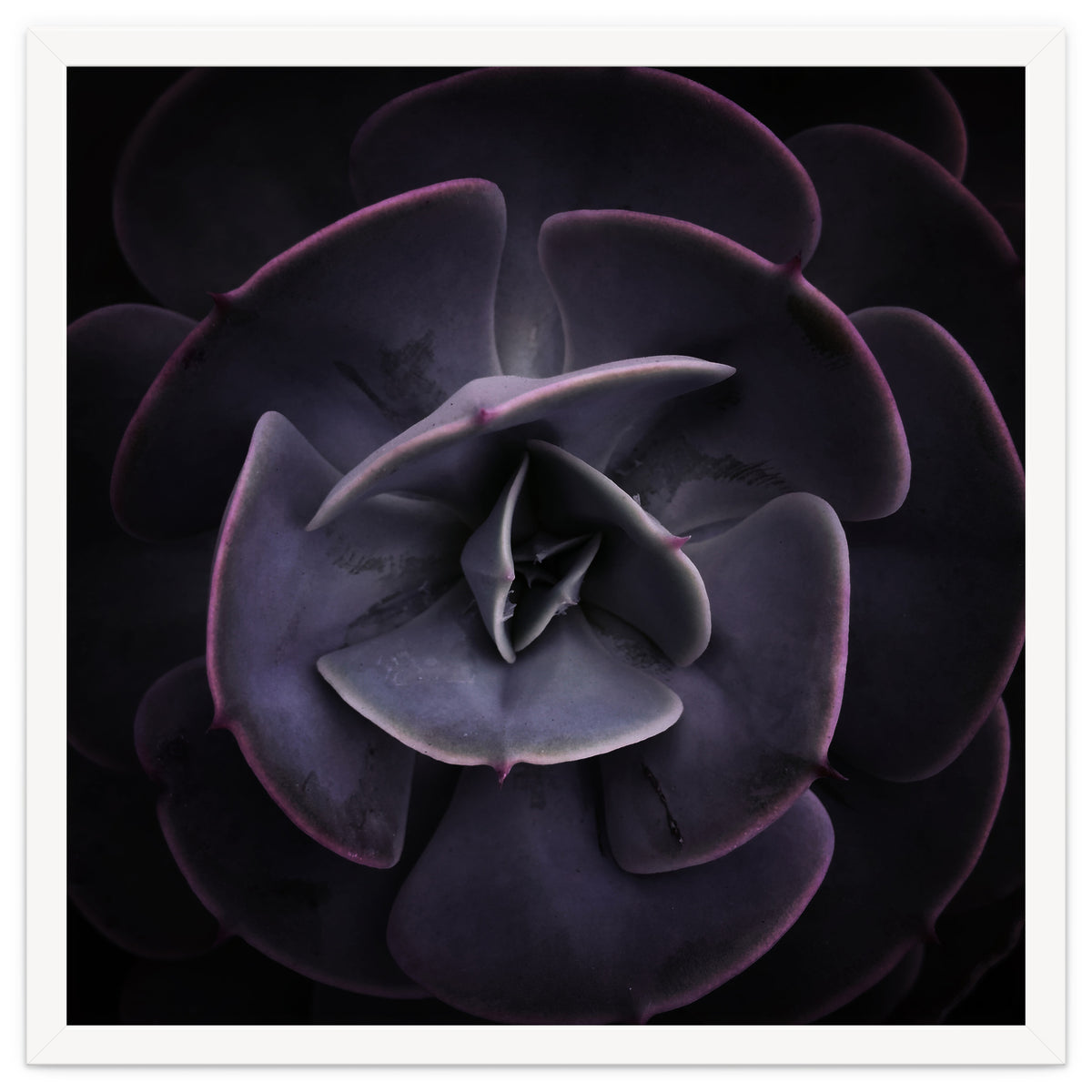 DARKSIDE OF SUCCULENTS VIII