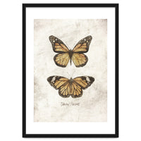 Butterflies VII