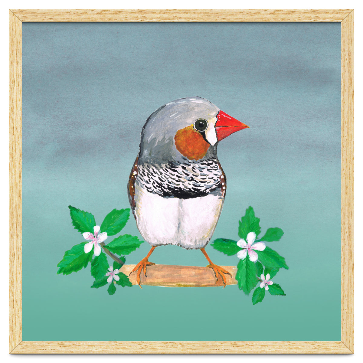 Zebra finch