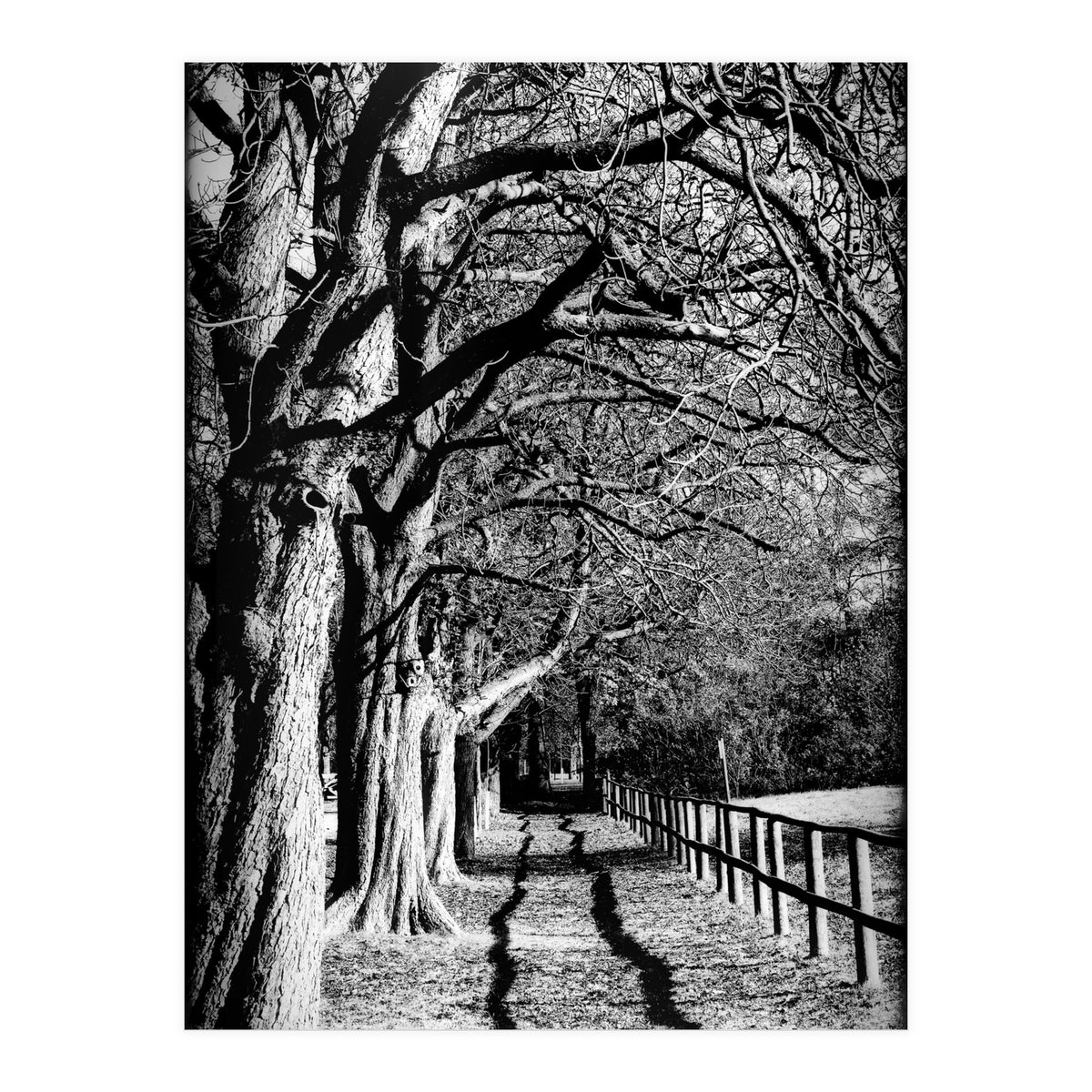 Light and shadows (Print Only)