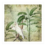 Nostalgic Cockatoo  (Print Only) thumbnail