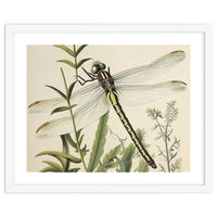 Dragonfly Vintage Illustration
