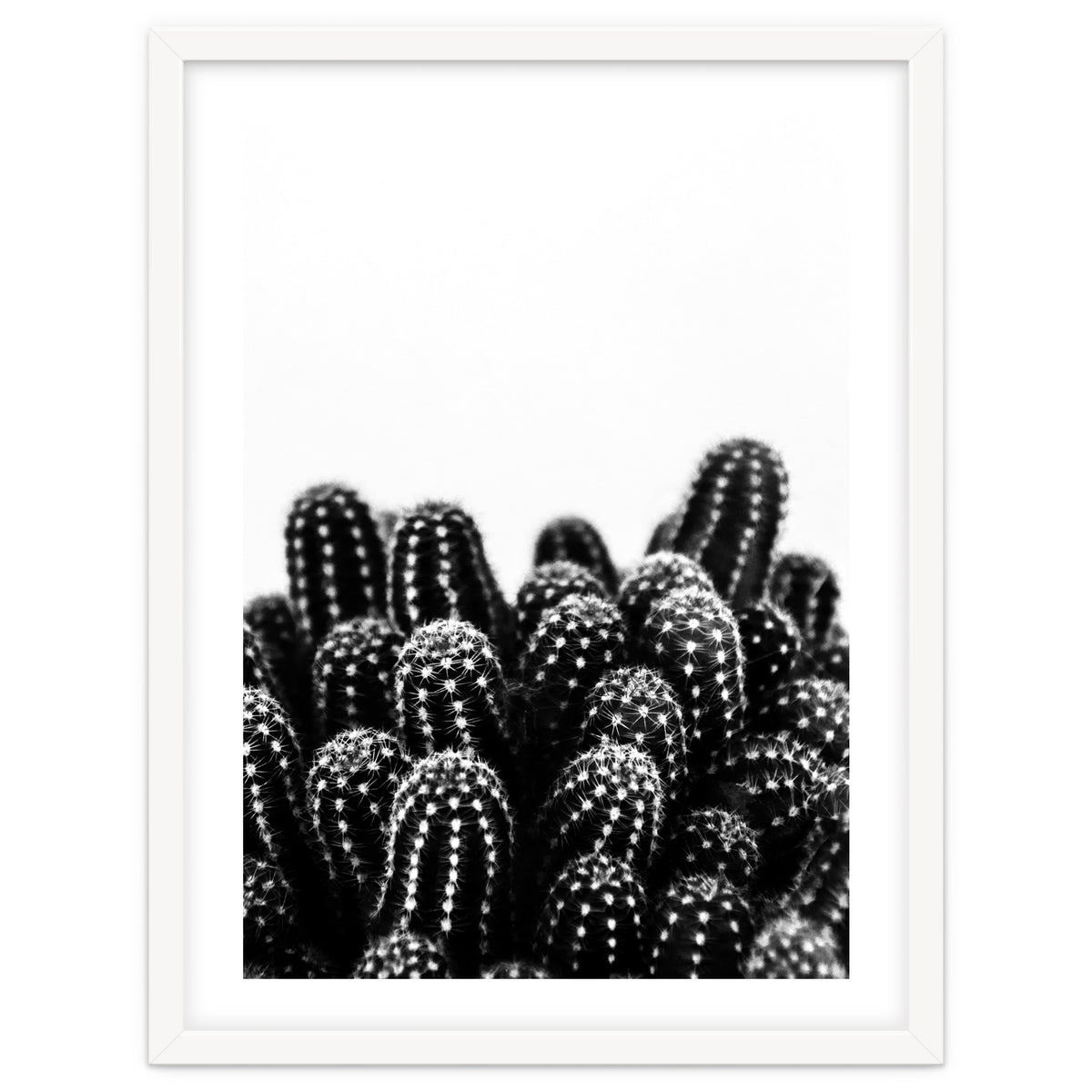 cactus nature X