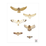Typical owls & Barn owl (Print Only) thumbnail