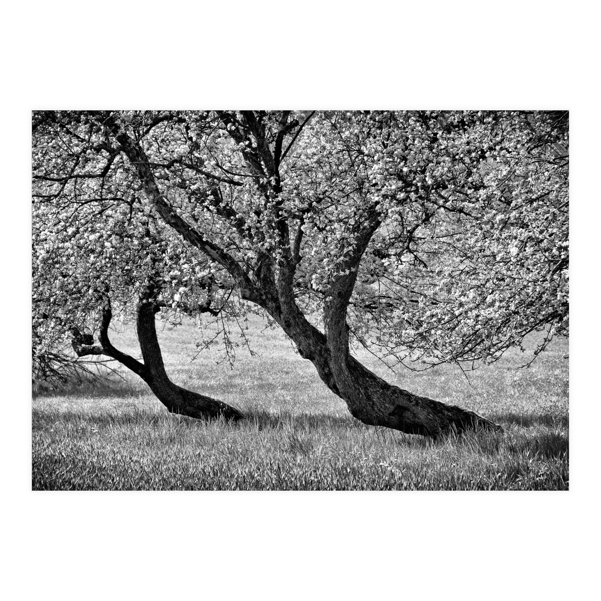 Bend over (Print Only)