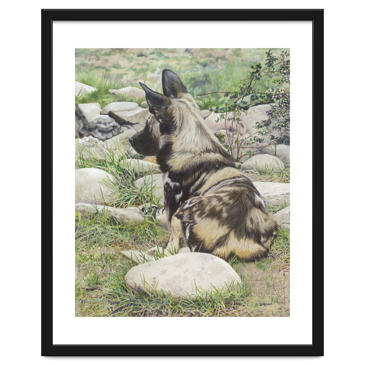 African Painted Dog I