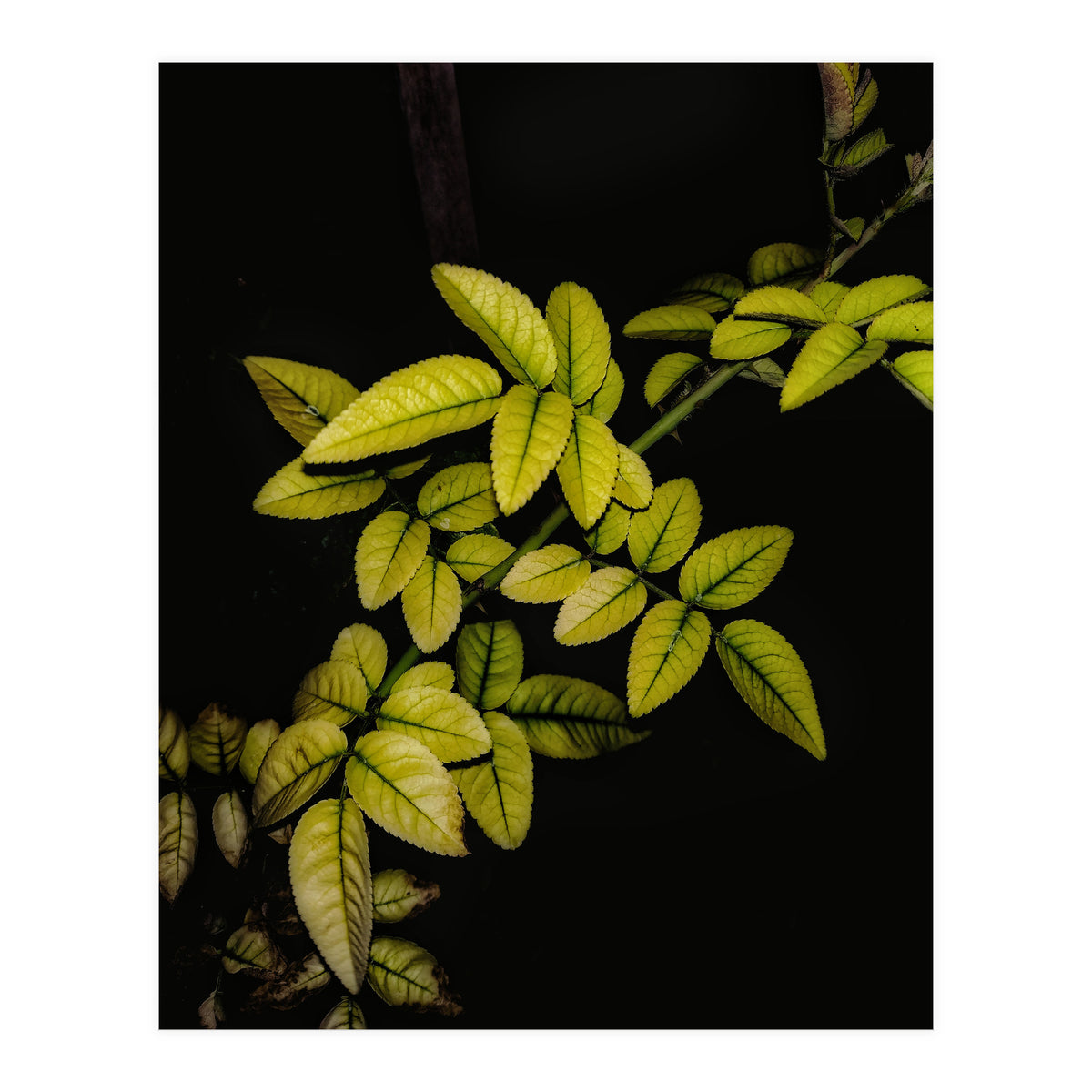 Dew Drops Leaves (Print Only)