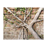 Roots (Print Only) thumbnail