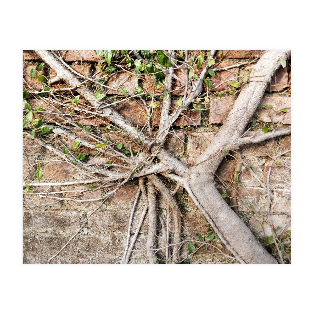 Roots (Print Only)