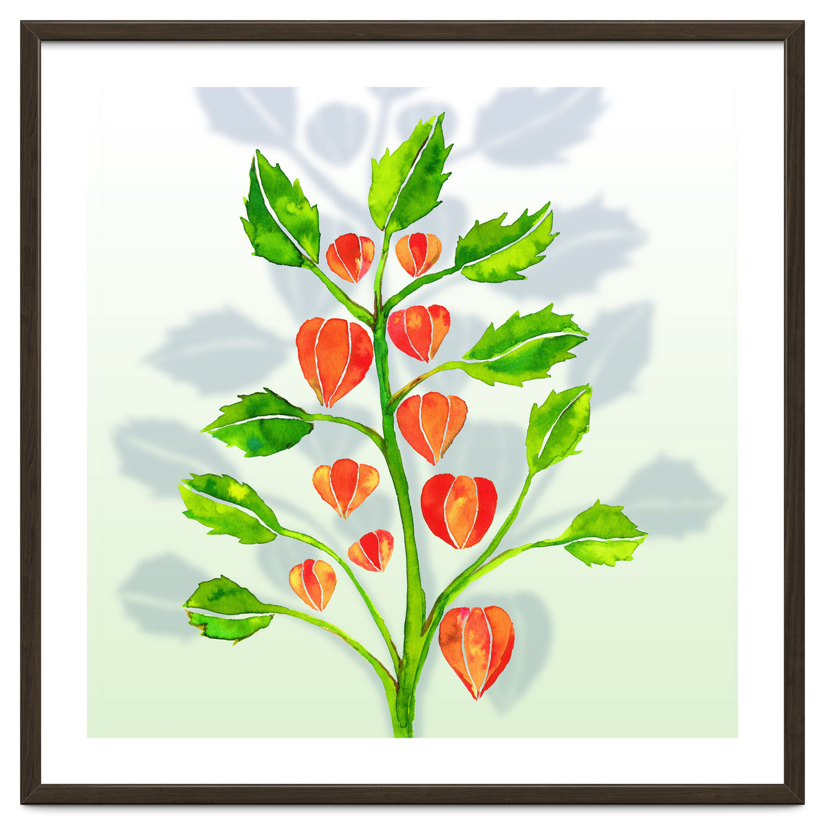 Physalis