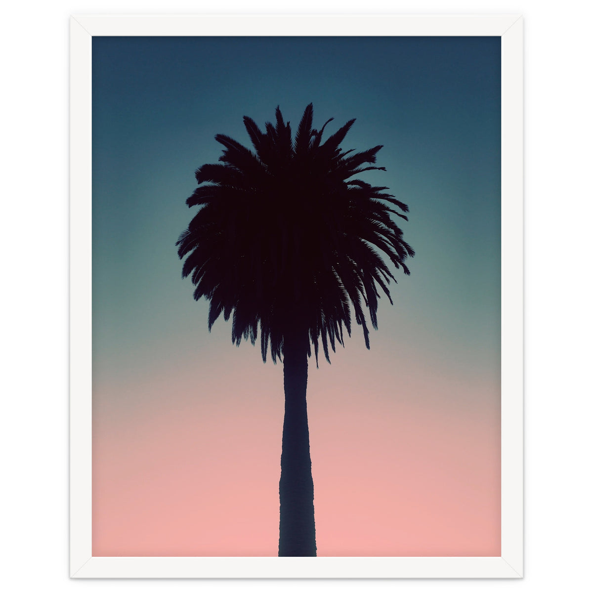 Sundown Palm