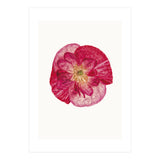 Cc Poppy 02 (Print Only) thumbnail