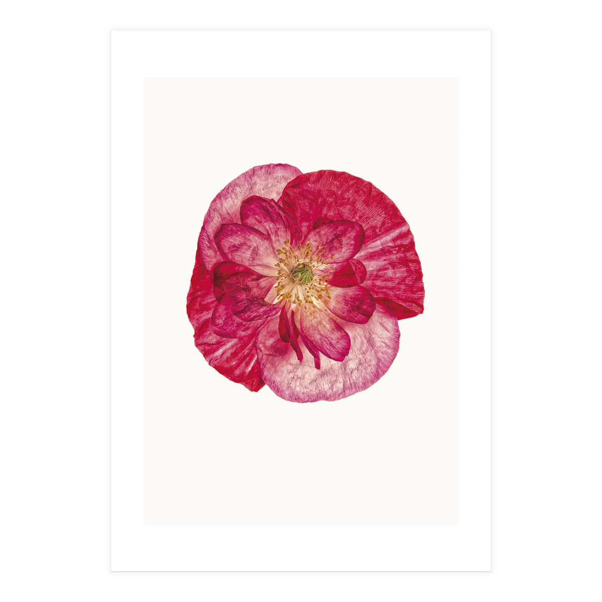 Cc Poppy 02 (Print Only)