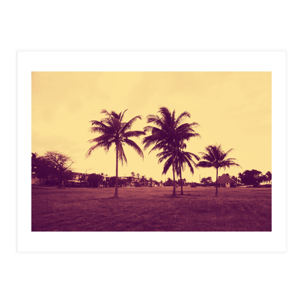 Palm Trees (Print Only)