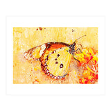 Butterfly On Aclepias (Print Only) thumbnail