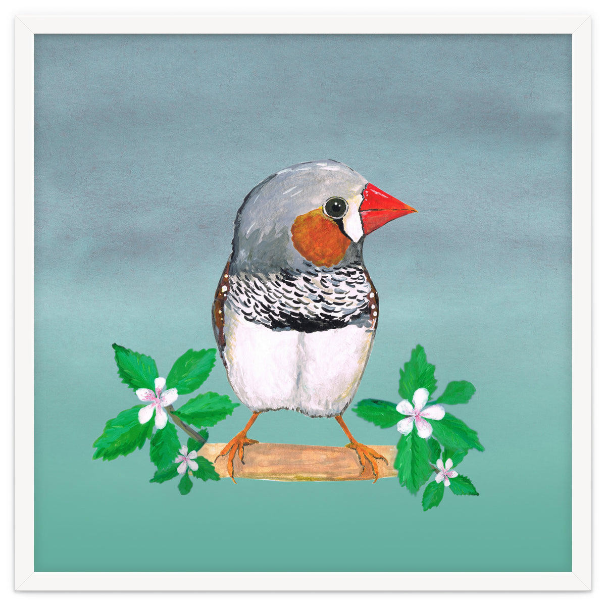 Zebra finch