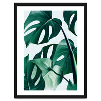 Monstera