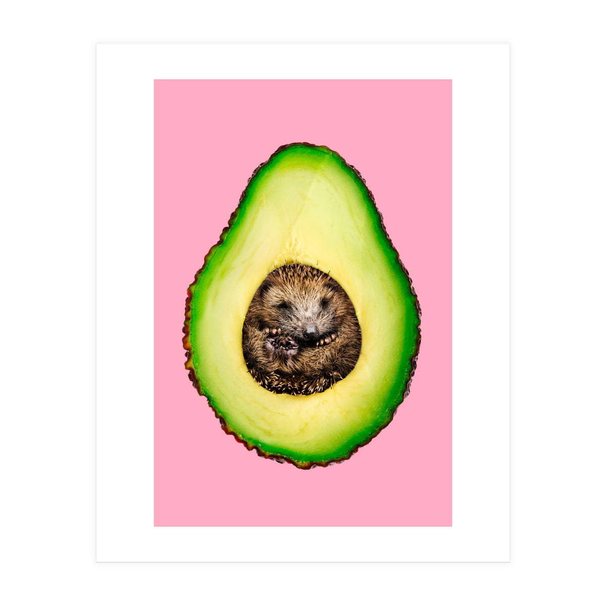 Hedgehocado (Print Only)