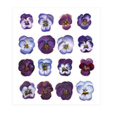 A Watercolour Study Of Violas (Print Only) thumbnail