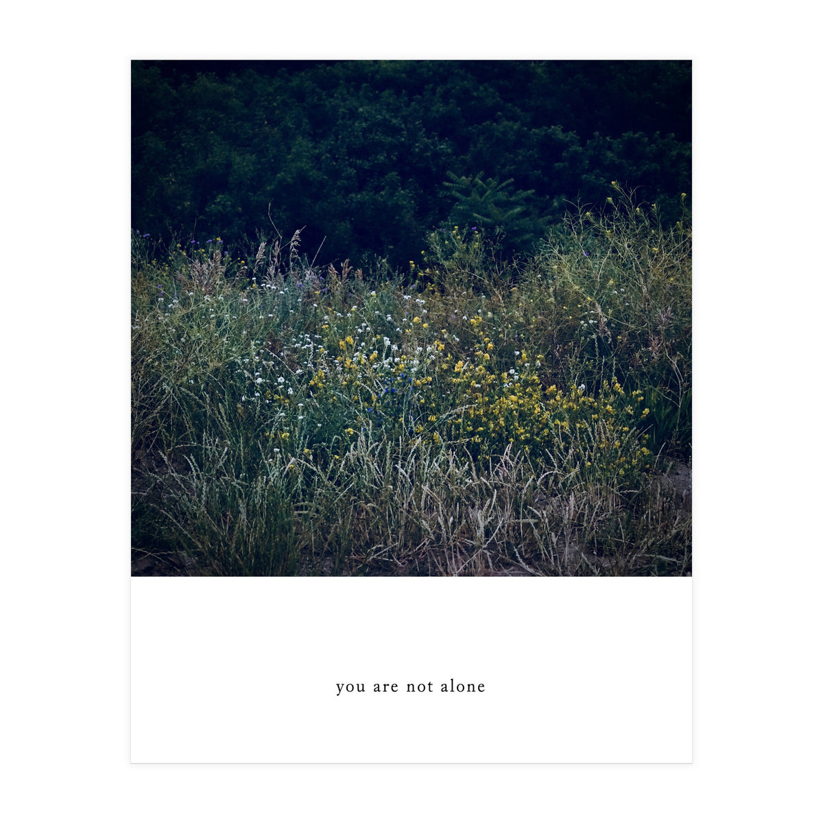 you are not alone - Nature Photography (Print Only)