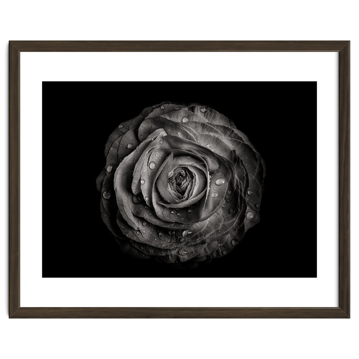 Backyard Flowers In Black And White 72