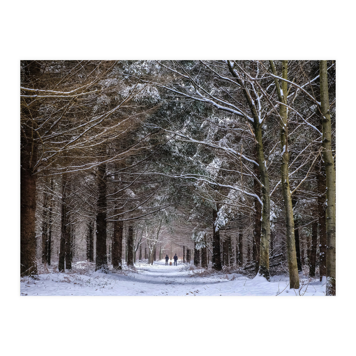 Dog Walkers in the Snow.  Heath Warren - Hampshire (Print Only)