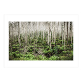 Forest After The Fire (Print Only) thumbnail