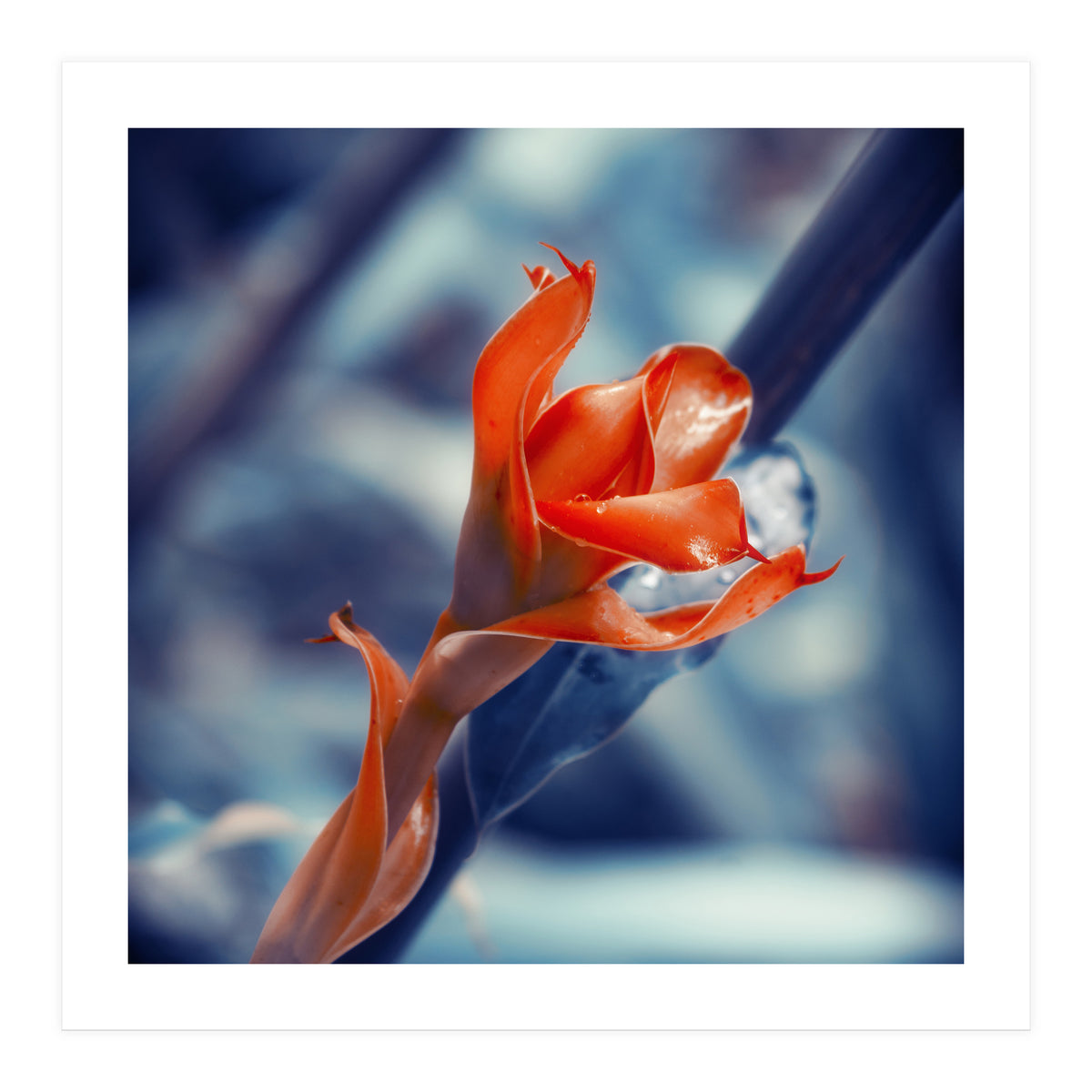 Ginger Flower (Print Only)