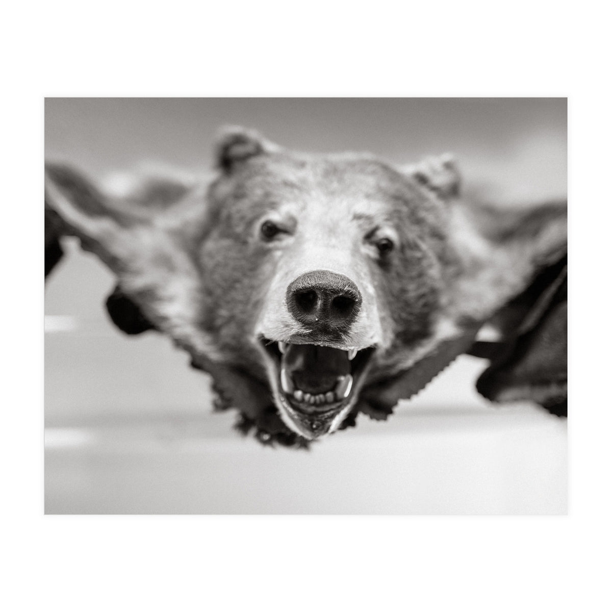 Bear Skin (Print Only)