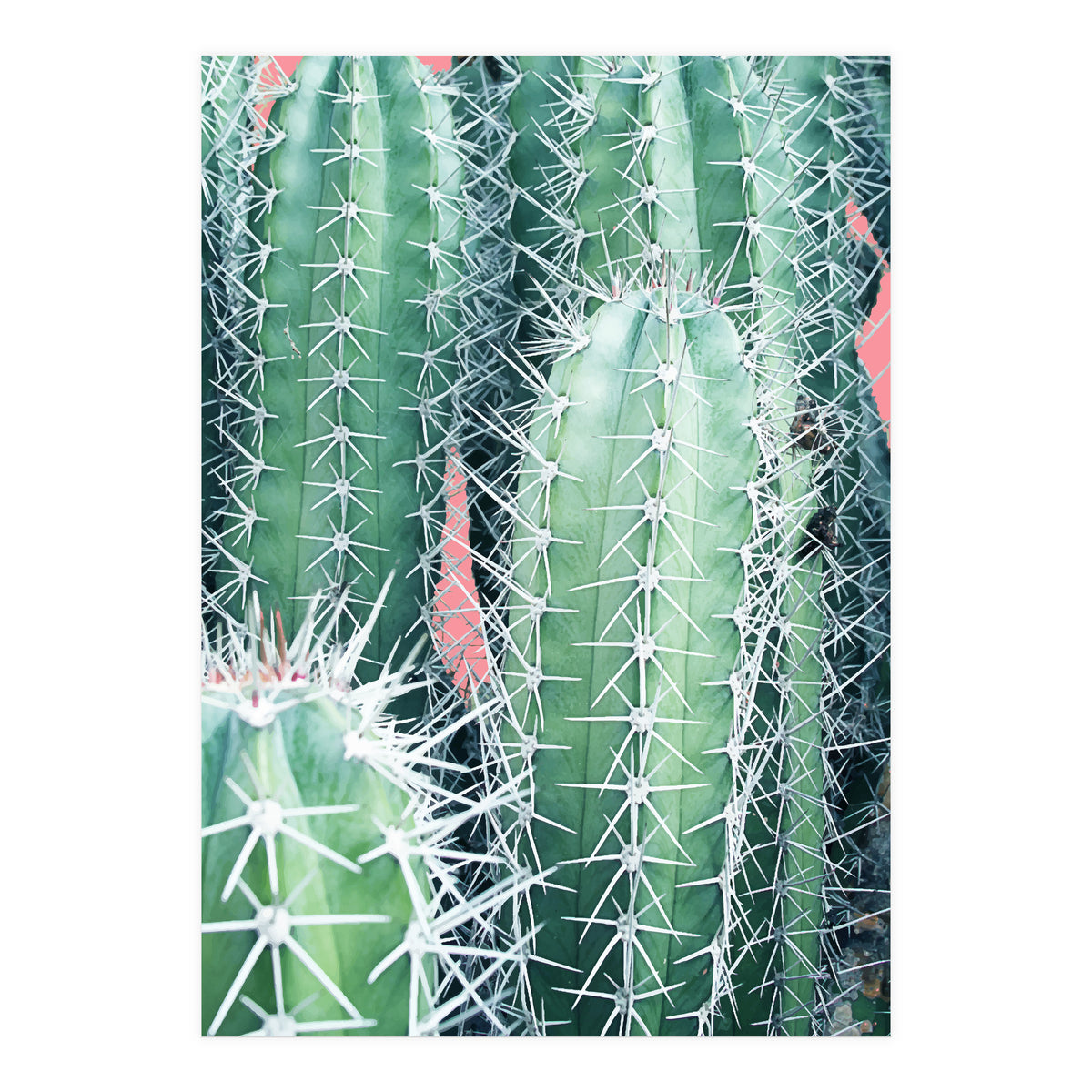 Cactus Up Close (Print Only)
