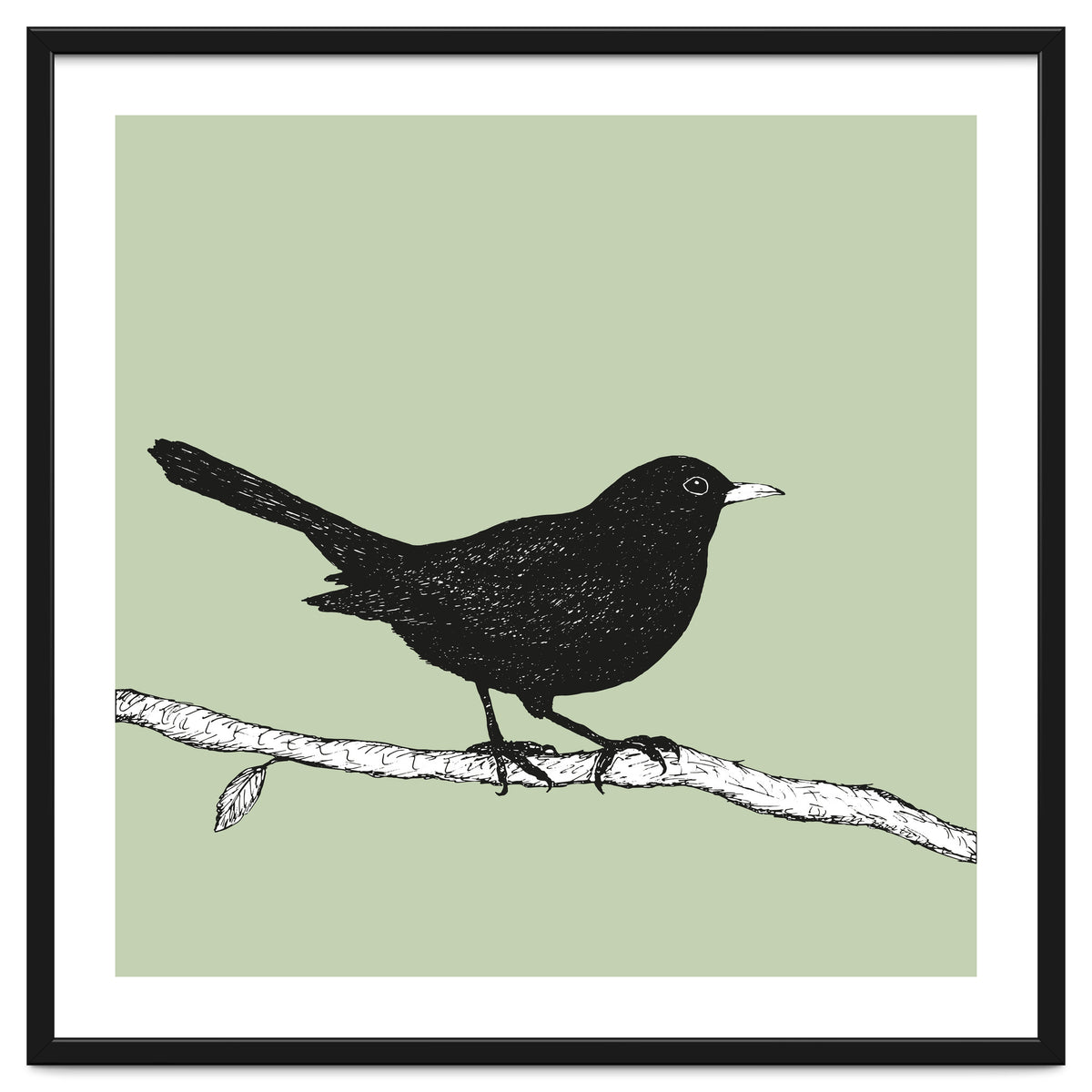 Blackbird pen drawing