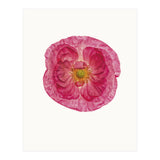 Cc Poppy 01 (Print Only) thumbnail
