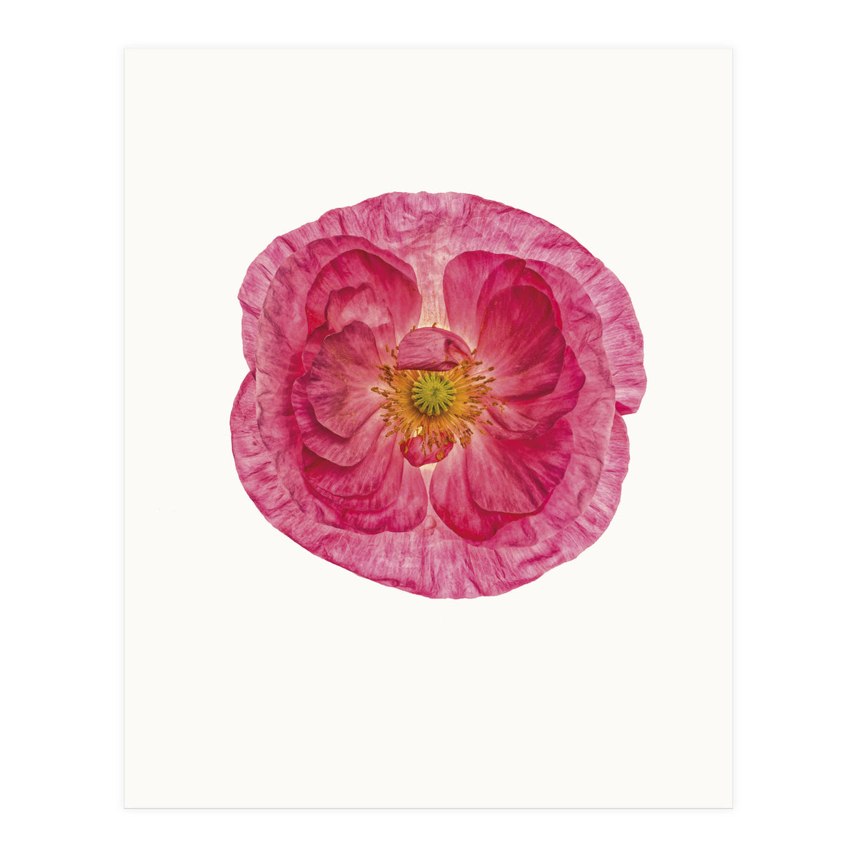 Cc Poppy 01 (Print Only)