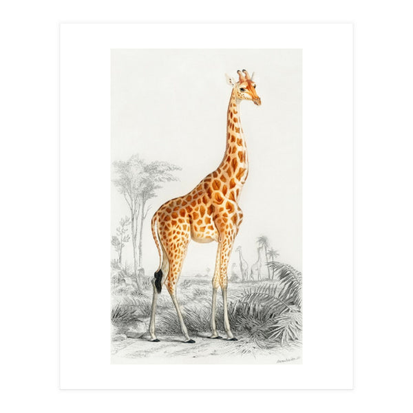 Giraffe illustration (Print Only)