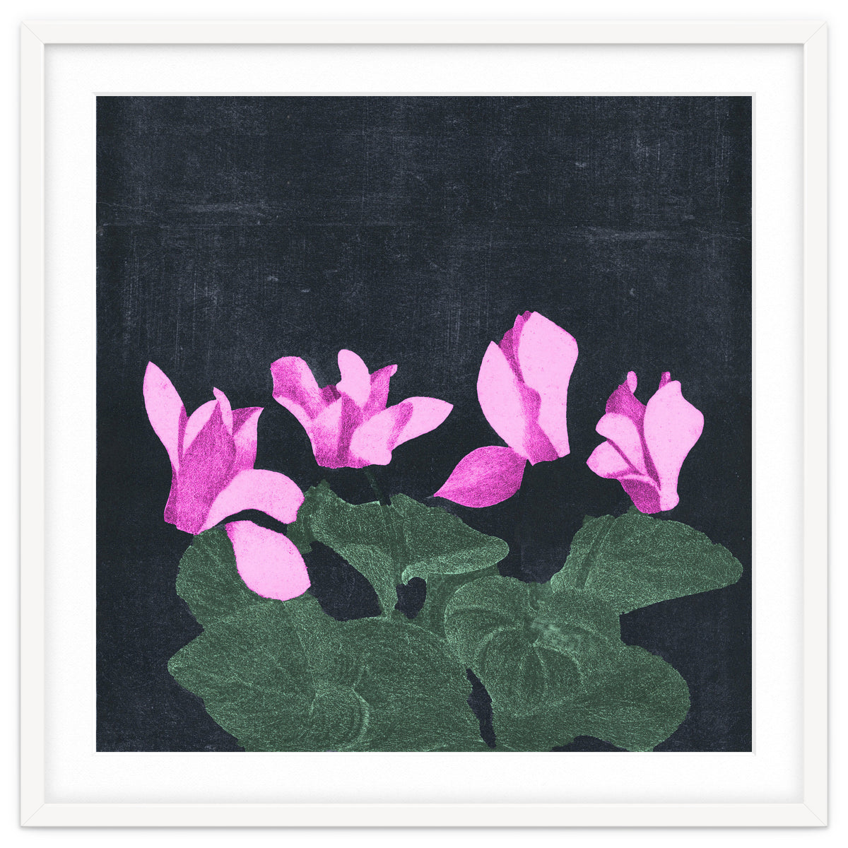 Cyclamen