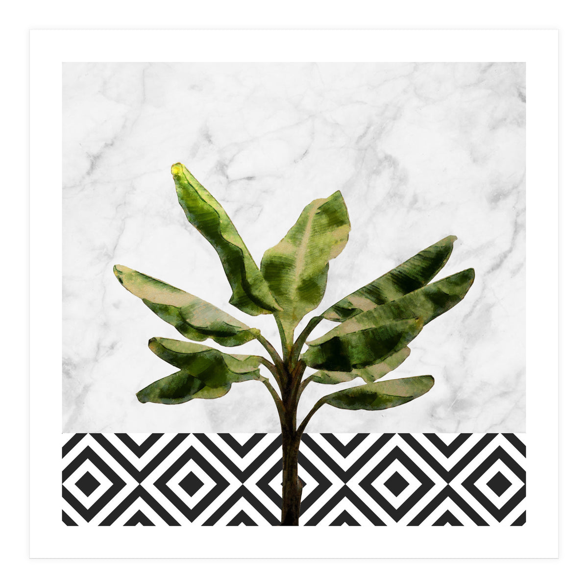 Banana Plant On White Marble And Checker Wall (Print Only)