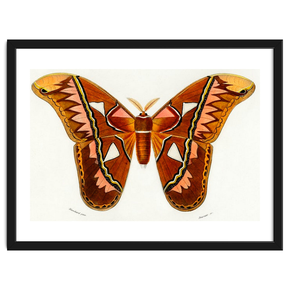Attacus Atlas Moth illustrated