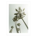 Vintage Palm Trees  (Print Only) thumbnail